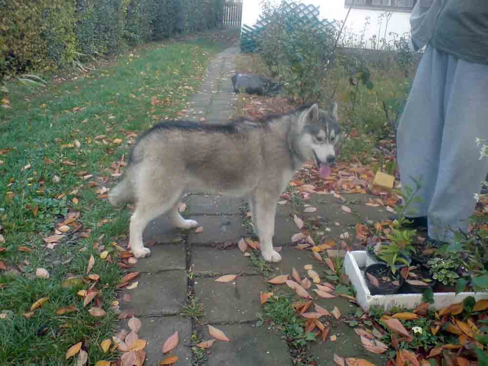 Mali Cane