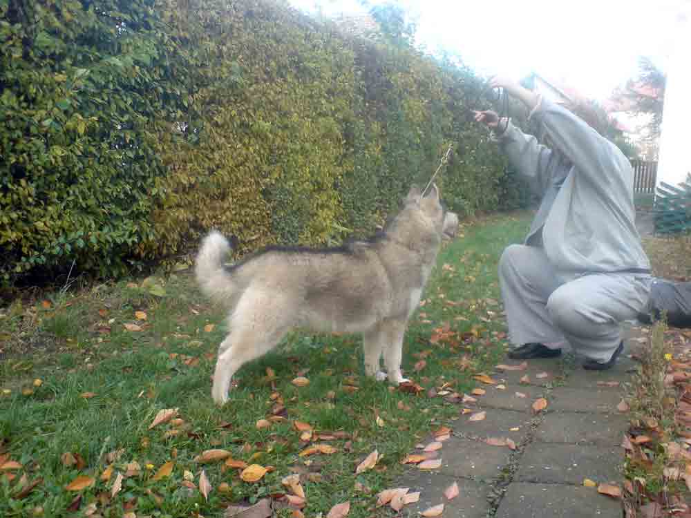 Mali Cane