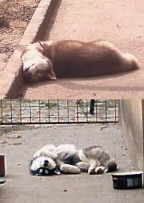 Siesta