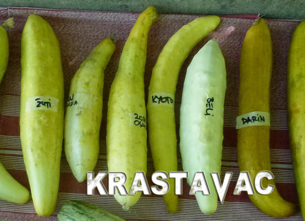 krastavac-staro-seme-stare-sorte-heirloom-nongmo-rasad cucumber