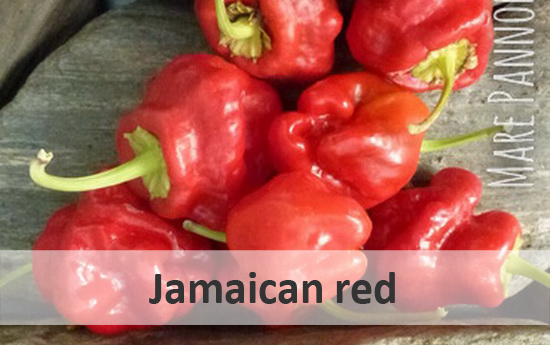 jamaican red