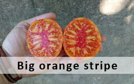 big orange stripe