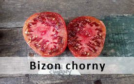 bizon chorny