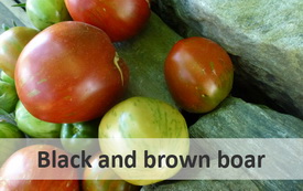 Black and brown boar