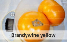 Brandywine yellow