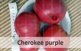 cherokee purple