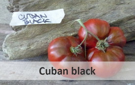 cuban black