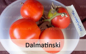 dalmatinski