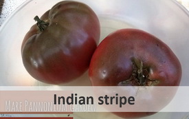 indianstripe