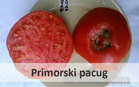 primorskipacug
