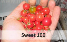 sweet100