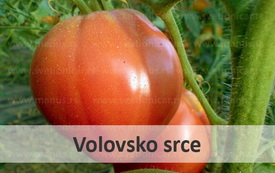 volovskosrce